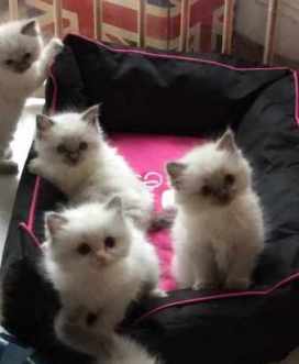 FIP_neg_Ragdoll_kits